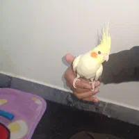 عروس هلندی