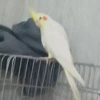 عروس هلندی ماده اماده تخم گذاری