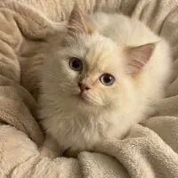 گربه ی پرشین اصل|گربه|ارومیه, |دیوار