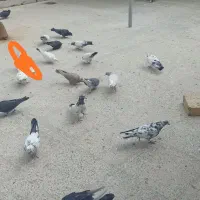 کفتر|پرنده|ساروق, |دیوار