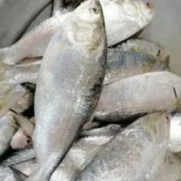 ماهی صبور کوچیک بزرگ