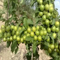 نهال گوجه سبز سردرودی|گل و گیاه طبیعی|زنجان, |دیوار