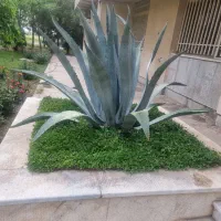 خرید چوب باغی.هرس .کوددهی.قطع درخت|خدمات باغبانی و درختکاری|شاهرود, |دیوار