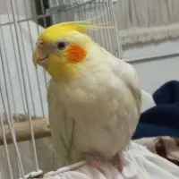 عروس هلندی نر یکساله