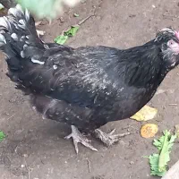 تخم نطفه دار پاپر ریشو کاکلی|حیوانات مزرعه|رشت, پسیخان|دیوار