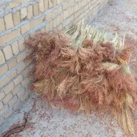 جارو دستی در الشتر|لوازم نظافت|فیروزآباد (لرستان), |دیوار