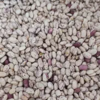 لوبیا چیتی کشت امسال لوبیای اقلید