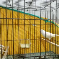 ماده موزایکی