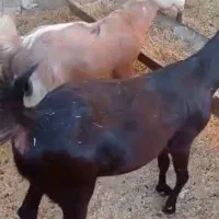 بز داشتی|حیوانات مزرعه|خورموج, |دیوار