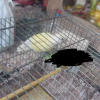 کوتوله برزیلی شیطون و بازیگوش  طلاب