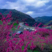 دره ارغوان