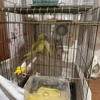 یک جفت عروس هلندی کارداده و بک جفت مرغ عشق|پرنده|قزوین, |دیوار