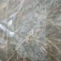 یونجه خرگوش