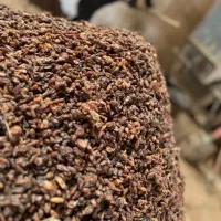 کشمش آفتابی امسالی|خوردنی و آشامیدنی|کاشمر, |دیوار