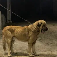 سگ سرابی نر