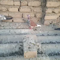 کبوتر فروشی