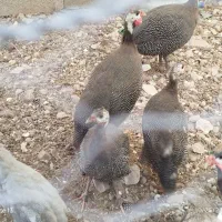 فروش مرغ محلی و شاخدار به علاوه یک چپشت|حیوانات مزرعه|فین, |دیوار