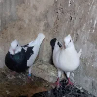 کفتر