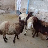 بره نر کشتاری