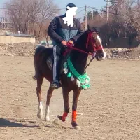 اسب|اسب و تجهیزات اسب‌سواری|تنکمان, |دیوار