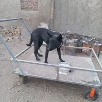 یک جفت مالینوز نژاد دار اصل