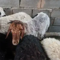 فروش بره سبک مخصوص تیمار کردن