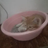 ۲ بچه گربه واگزار میشود|گربه|میاندوآب, |دیوار