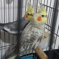 عروس هلندی|پرنده|رزن, |دیوار