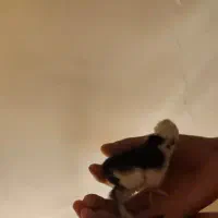 جوجه کاکل پرپا سلطان و برهما