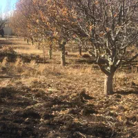 زمین ویلایی|فروش زمین و ملک کلنگی|سیلوانه, |دیوار