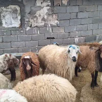 گوسفند|حیوانات مزرعه|کرج, کیانمهر|دیوار