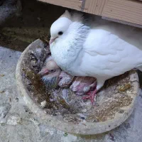 کفتر طوقی با جوجه|پرنده|ماهدشت, |دیوار