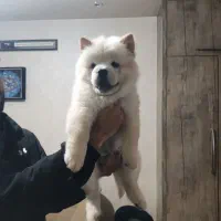 توله چاو چاو اصیل دو ماهه