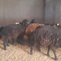 بره پای پروار