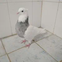 کبوتر طوقی الماسی سرور و خالدار