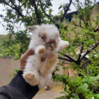 خرگوش های جرس لوپ دونی۴۵۰