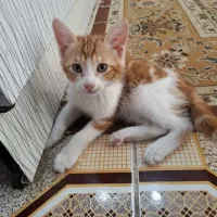 گربه