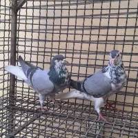 کبوتر دمگیر|پرنده|اصفهان, ستار|دیوار