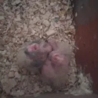 جوجه عروس هلندی