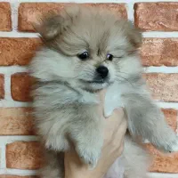 توله پامر خرسی و روباهی سایز عروسکی 13ت