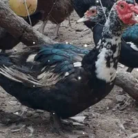 فروش اردک خارجی