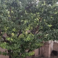 اجاره روزانه/هفتگی/ماهانه ویلا ۱۰۰ متری|اجارهٔ کوتاهمدت ویلا و باغ|ماهدشت, |دیوار