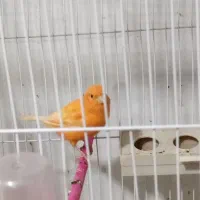 قناری مست خون