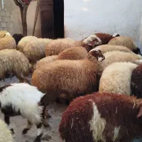 کاور پای پروار|حیوانات مزرعه|سنندج, |دیوار