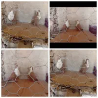 ریش گلاب|پرنده|خاش, |دیوار