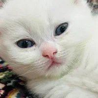 گربه پرشین،اسکاتیش