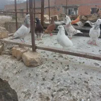 کفتر