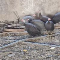 تعداد ۸عددمرغ شاخ دار نر و ماده. حدودا 1ساله.|حیوانات مزرعه|جوادآباد, |دیوار