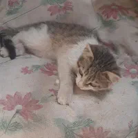 گربه|گربه|نیشابور, باغرود|دیوار