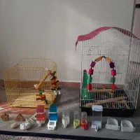 قفس عروس هلندی